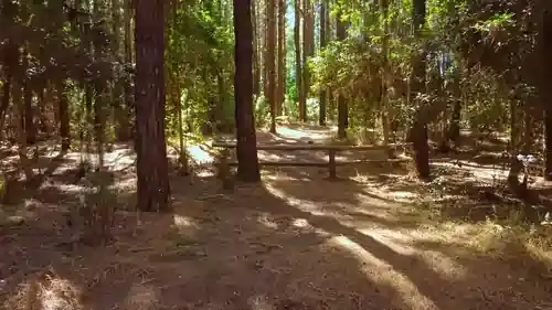 A calming misty forest with towering trees and lush greenery, evoking a sense of serenity and mindfulness for mental health therapy.