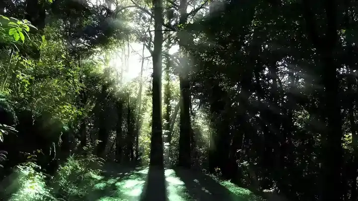 A calming misty forest with towering trees and lush greenery, evoking a sense of serenity and mindfulness for mental health therapy.